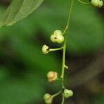 Grossera paniculata Fruit
