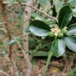 Olax psittacorum Fruit