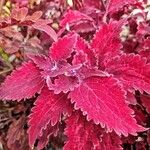 Plectranthus spp. Leaf