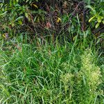 Sorghum halepense Libunga