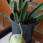 Stapelia gigantea Blad