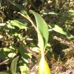 Bulbophyllum comorianum Otro