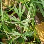 Dichoropetalum carvifolia Blatt