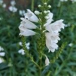 Physostegia virginiana 花