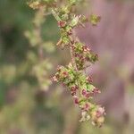 Artemisia campestrisFloare