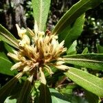 Pittosporum deplanchei Bloem