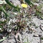 Sonchus bulbosus Alkat (teljes növény)