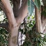 Ficus cordata Corteza