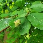 Exochorda × macrantha Fruit