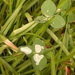 Trifolium fucatum Deilen