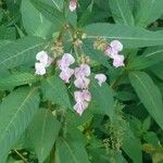 Impatiens glanduliferaFlower