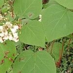 Catalpa bignonioides Blad