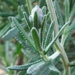 Lavandula dentata Leaf