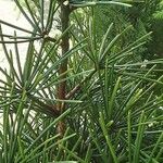 Sciadopitys verticillata Likasa