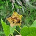 Hibiscus vitifolius Fruto