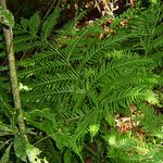 Pteris multifida 形態