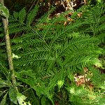 Pteris multifida Habit