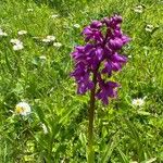 Orchis masculaFlower