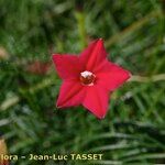 Quamoclit coccinea 花