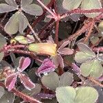Oxalis corniculata Blomst