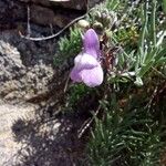 Linaria capraria Floare