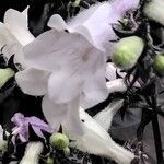Penstemon digitalis Flor