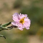 Helianthemum violaceum 花