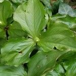 Trillium ovatum 葉