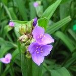Tinantia erecta Blüte