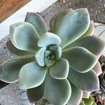 Echeveria laui ഇല