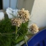 Armeria canescens Blomma