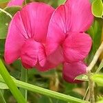 Lathyrus tuberosus 花