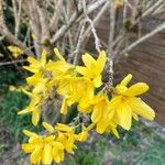 Forsythia suspensaFlor