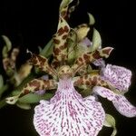 Zygopetalum maculatum 花