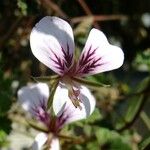 Pelargonium myrrhifolium