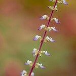 Coleus scutellarioides Kukka