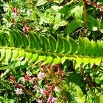 Polystichum lonchitis Lapas