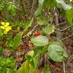 Stigmaphyllon diversifolium 葉