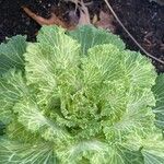 Brassica oleraceaFeuille