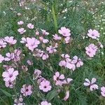 Gypsophila vaccaria Flower