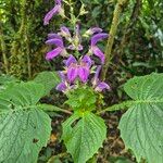 Brillantaisia cicatricosa Floro