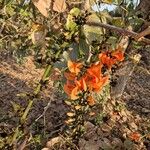 Butea monosperma Floare