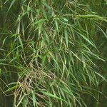 Pleioblastus linearis Hoja