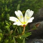 Cerastium cerastoides Virág