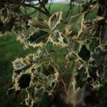 Osmanthus heterophyllus Leaf