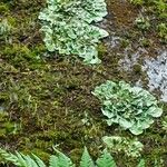 Ranunculus hederaceus Leaf