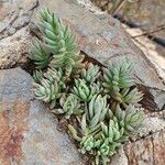 Petrosedum sediforme Liść