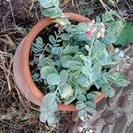 Kalanchoe marnieriana Leaf