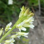 Turritis glabra Çiçek