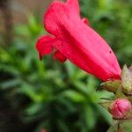 Penstemon hartwegii Çiçek